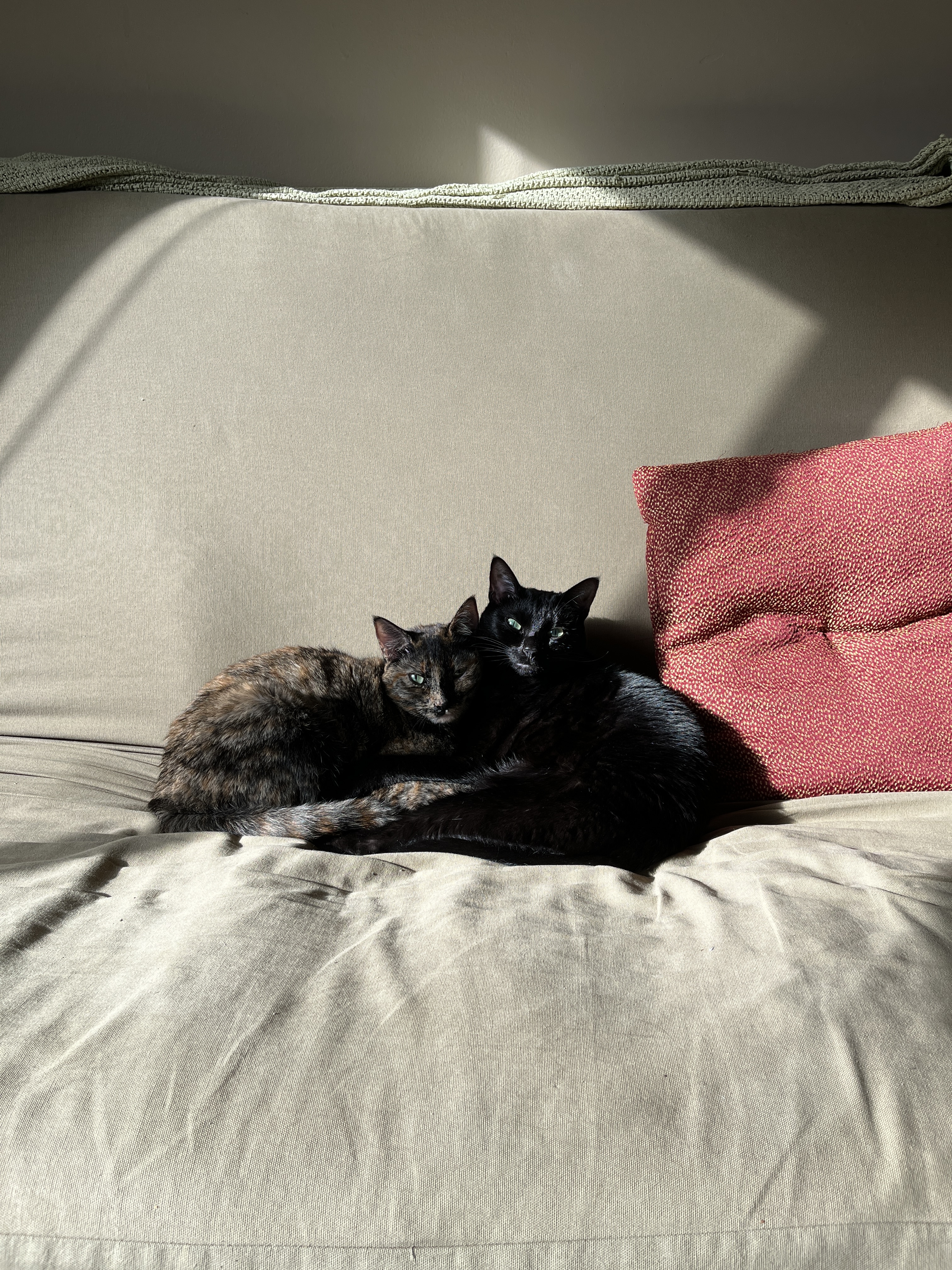 cats
